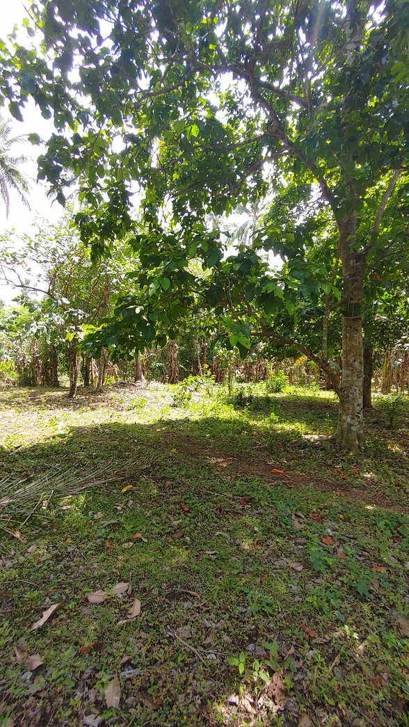 Agricultural Farm Lot For Sale Tanza Cavite 🚜 [839 Properties] (June
