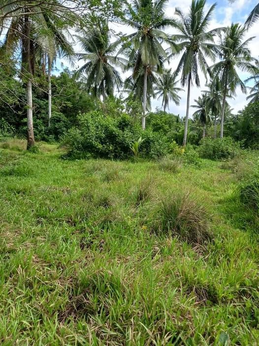 Agricultural Farm Lot For Sale Atimonan Quezon 🚜 [82 Properties] (April