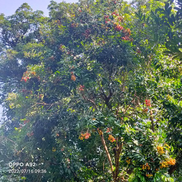 Agricultural Farm Lot For Sale Teresa Rizal 🚜 [69 Properties] (November