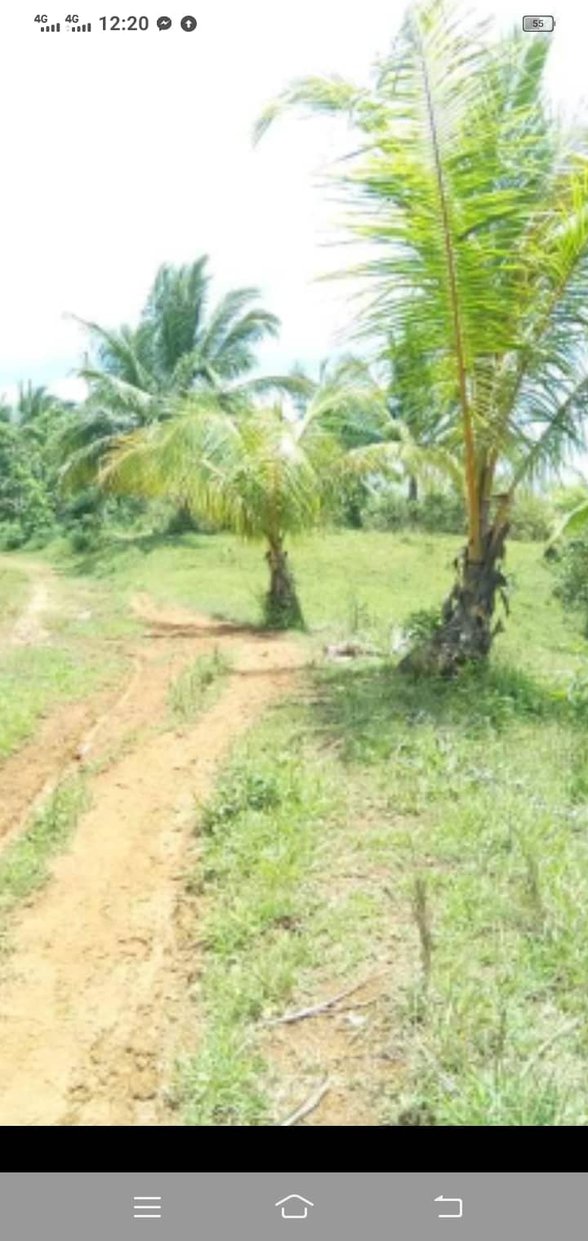 agricultural-land-price-per-square-meter-in-leyte-15-properties