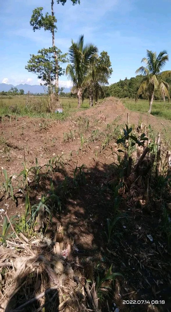 Foreclosed Farm Land For Sale In The Philippines [51,665 Properties] (August 2024) on
