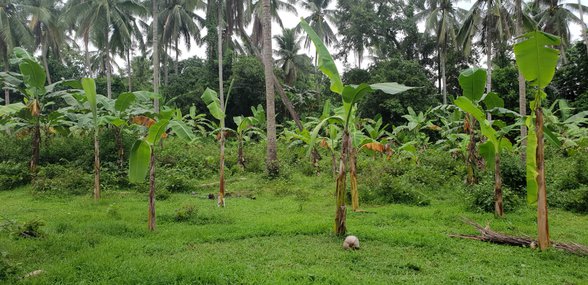 Agricultural Farm Lot For Rent Indang Cavite [1 Property] (October 2023 ...