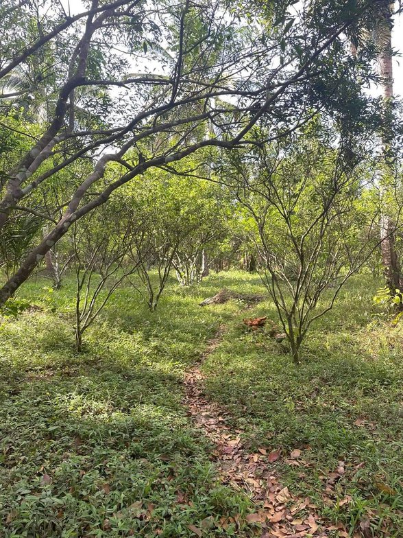 Residential Farm For Sale Dolores Quezon [60 Properties] (September