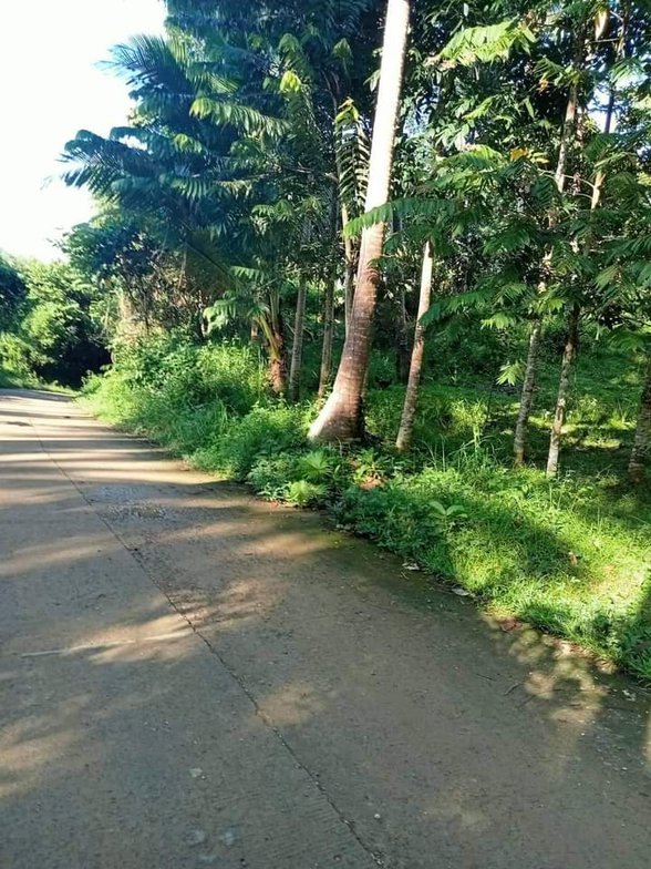 Agricultural Farm Lot For Sale Infanta Quezon 🚜 [100 Properties] (March