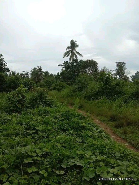 Agricultural Farm Lot For Sale Sison Pangasinan [33,556 Properties ...