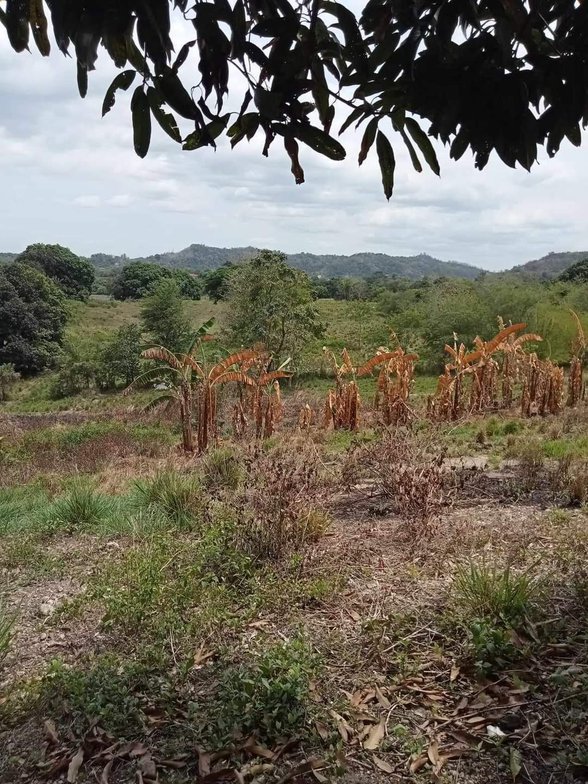 Residential Farm Lot For Sale Bamban Tarlac [13 Properties] (August 2024) on