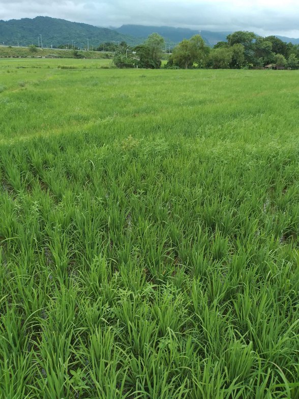 Agricultural Farm Lot For Sale Sison Pangasinan 🚜 [123 Properties