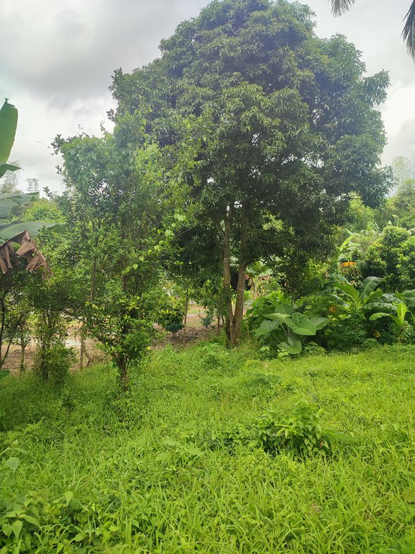 Residential Farm Lot For Sale Amadeo Cavite 🚜 [407 Properties] (October