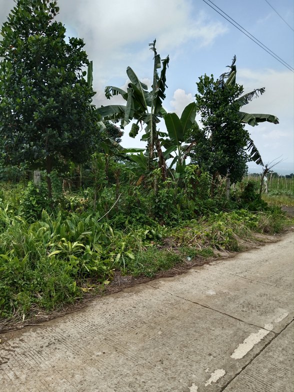 Residential Farm For Sale Davao City [3 Properties] (September 2024) on
