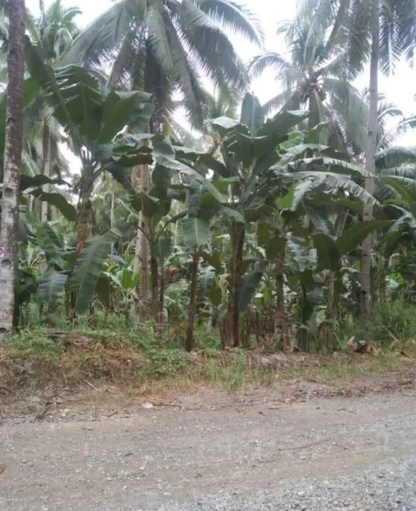 Residential Farm For Sale Carmen Davao Del Norte [8 Properties