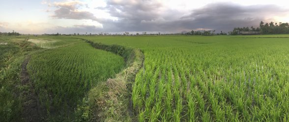 Rice Land For Sale