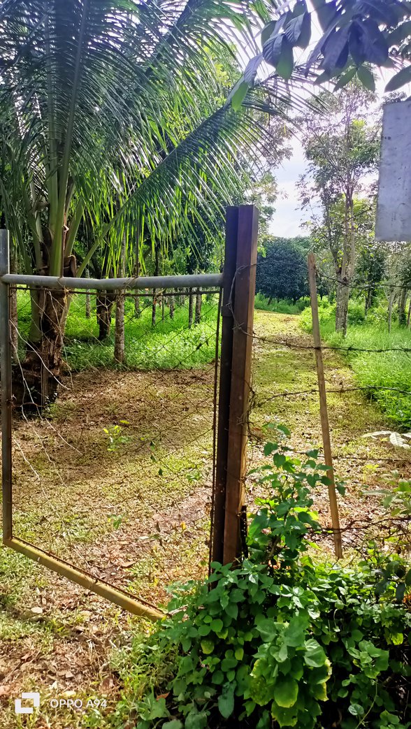 Agricultural Farm Lot For Sale San Quintin Pangasinan [37,039