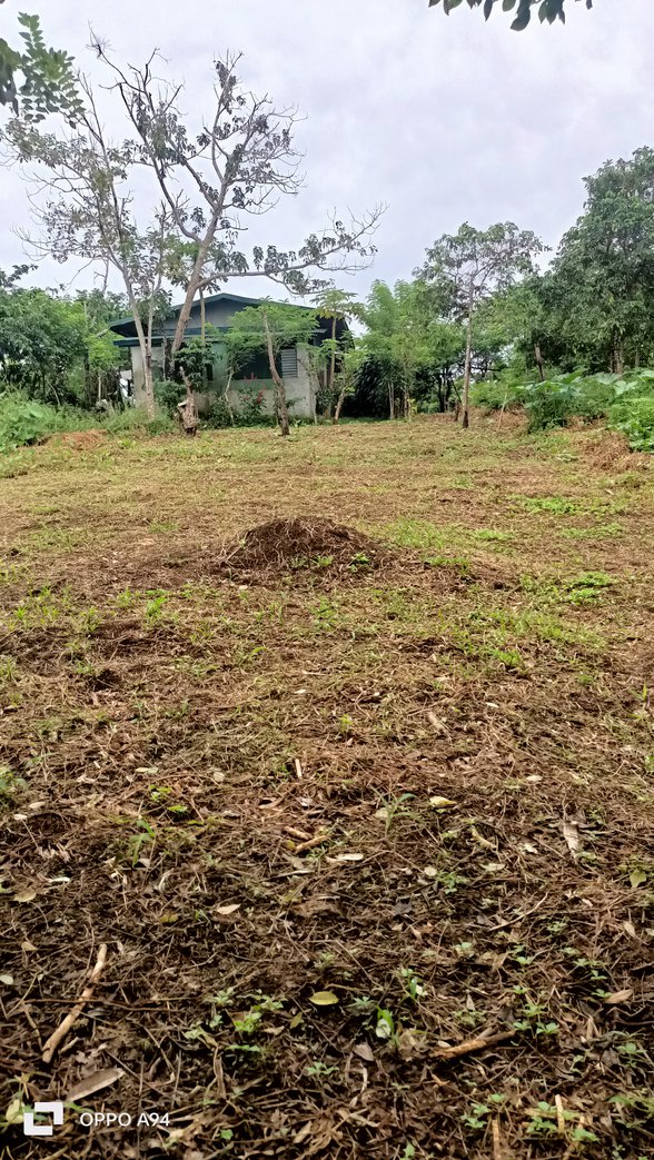 Farm Lot For Sale In Bicol [39,384 Properties] (January 2024) on