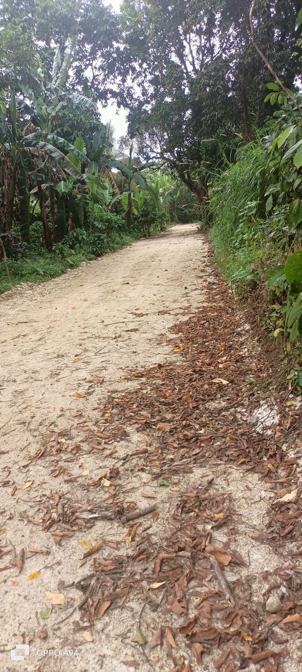 Agricultural Farm Lot For Sale Infanta Quezon [40,212 Properties