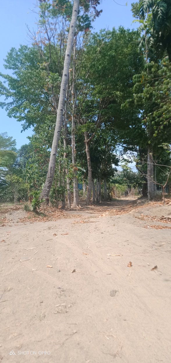 Residential Farm Lot For Sale Sablayan Occidental Mindoro [2 Properties