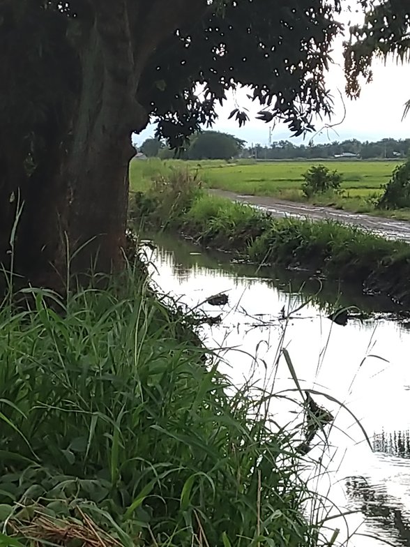 Agricultural Farm Lot For Sale San Leonardo Nueva Ecija 🚜 [49