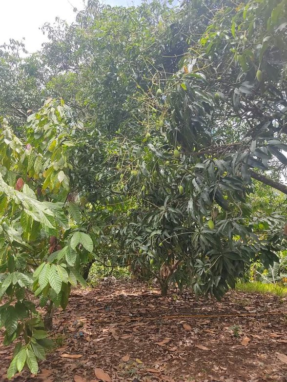 Davao Occidental Properties [3 Properties] (August 2024) on