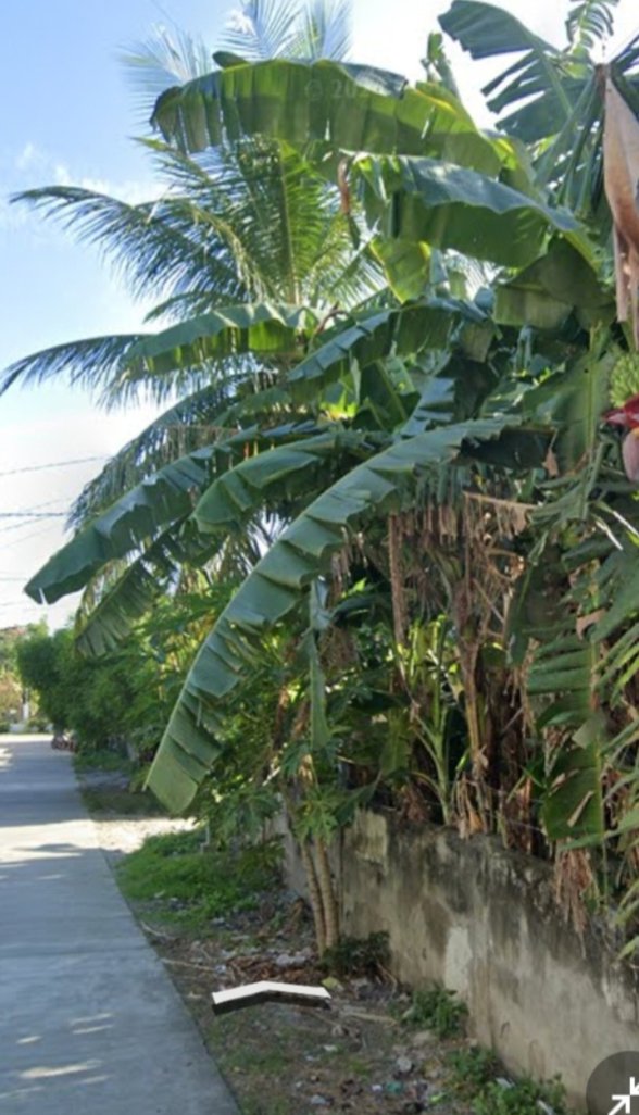 Commercial Property For Sale Roxas Oriental Mindoro [4 Properties