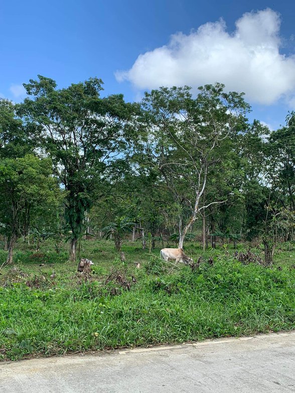 Calamba Misamis Occidental Properties [92 Properties] (September 2024