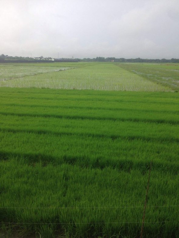 Rice Farm For Sale Philippines [6994 Properties] (September 2021) on