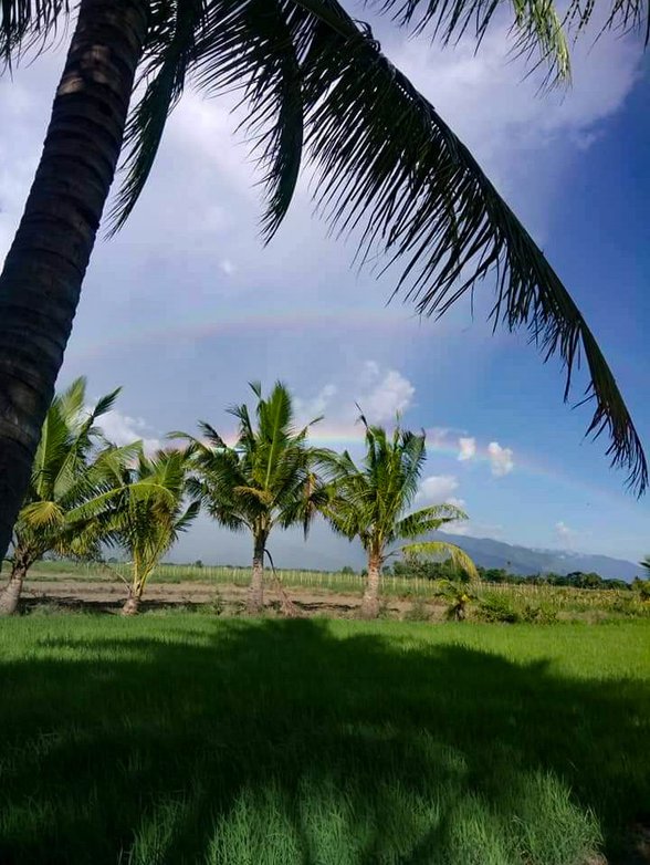 Agricultural Farm Lot For Sale Bongabon Nueva Ecija [55 Properties