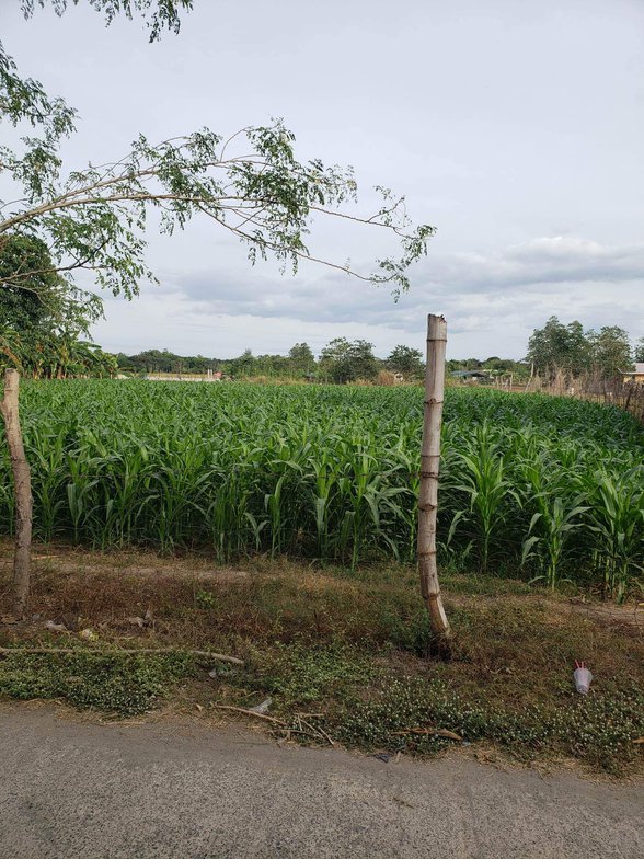 Lot For Sale Rosales Pangasinan 🚜 [242 Properties] (August 2023) on