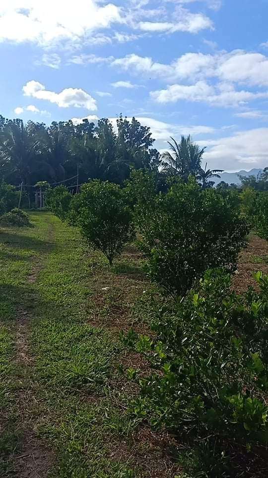 Residential Farm Lot For Sale Quezon Quezon 🚜 [57 Properties] (July