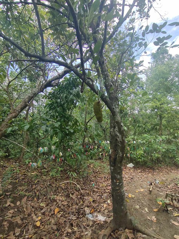 Lot For Sale Dona Remedios Trinidad Bulacan 🚜 [442 Properties] (June