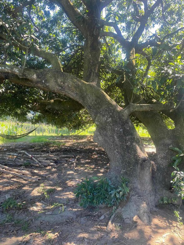 Residential Farm Lot For Sale Calasiao Pangasinan [40 Properties] (September 2024) on