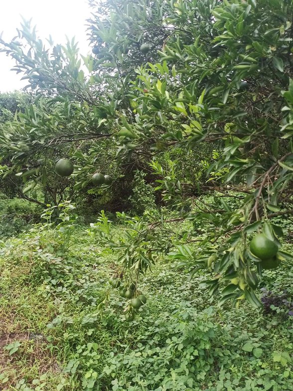 Agro Industrial Farm Lot For Sale Tiaong Quezon 🚜 [7 Properties