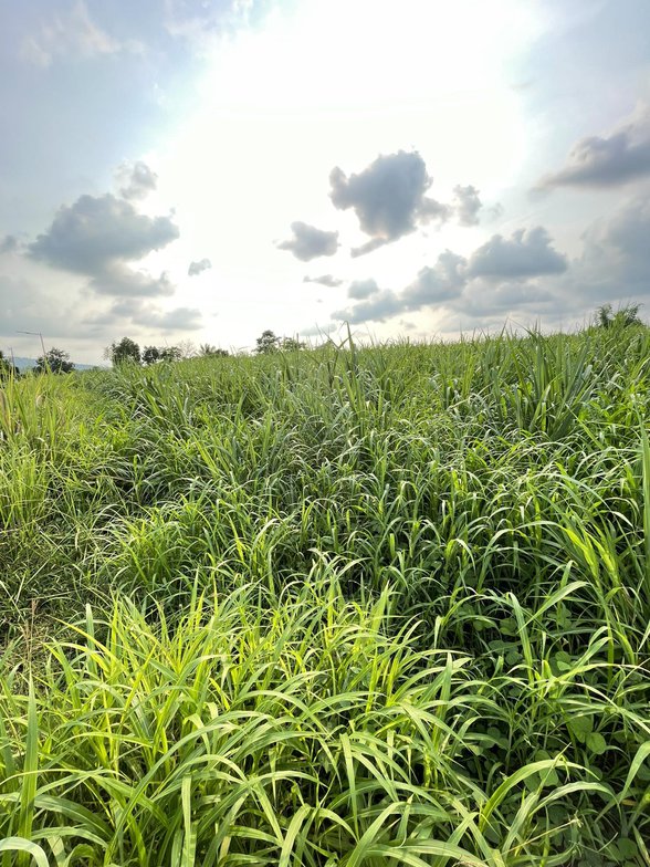 Agricultural Farm Lot For Sale San Jose Batangas 🚜 [450 Properties