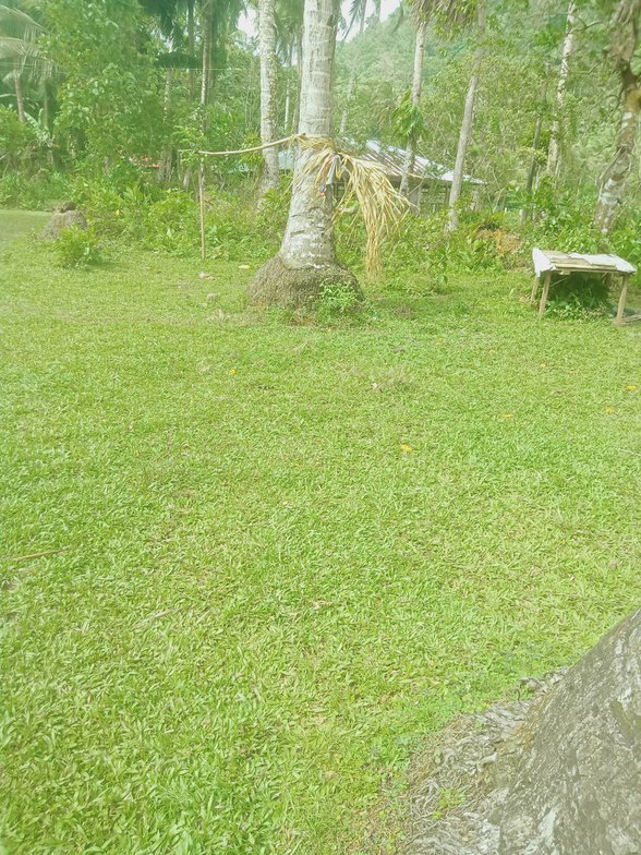 Agricultural Farm Lot For Sale Sorsogon City Sorsogon [6 Properties