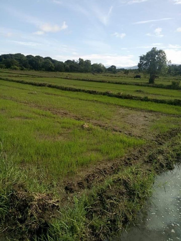 Farm Lot For Sale In Zambales 🚜 [10 Properties] (June 2022) on
