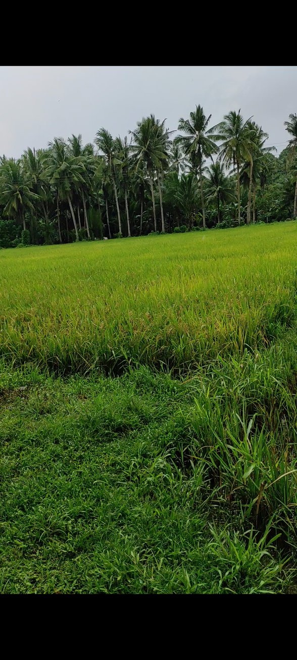 Agricultural Farm Lot For Sale Uson Masbate [4 Properties] (January