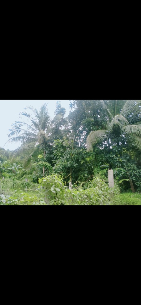 Agricultural Farm Lot For Sale Pililla Rizal 🚜 [71 Properties] (January