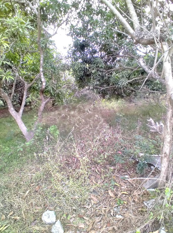 10 Non Fruit Bearing Trees In The Philippines [24,277 Properties