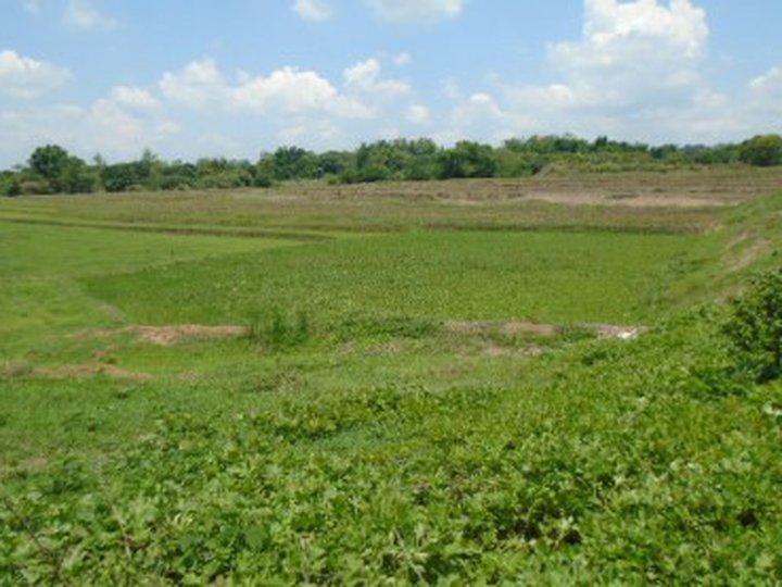Agricultural Land for Sale in Gerona, Tarlac