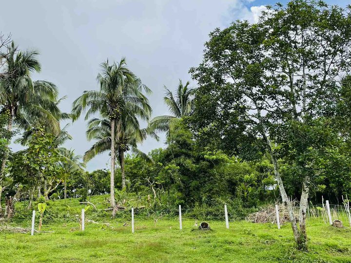 Farm Lot in Tagaytay Alfonso Nasugbu Highway -  Retirement investment