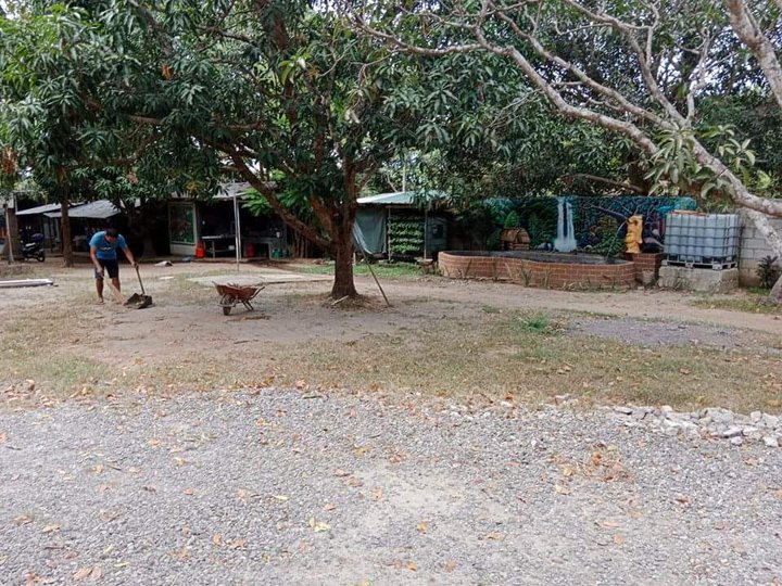 Farm lot with house, warehouse, mango trees and garden