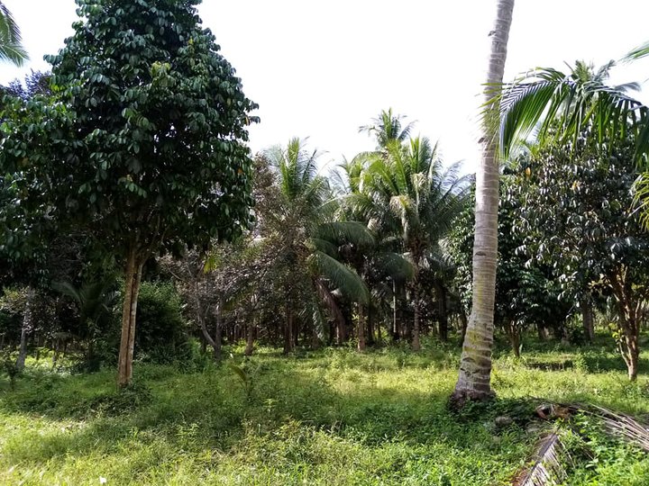 4 hectares Residential Farm For Sale in Banga South Cotabato