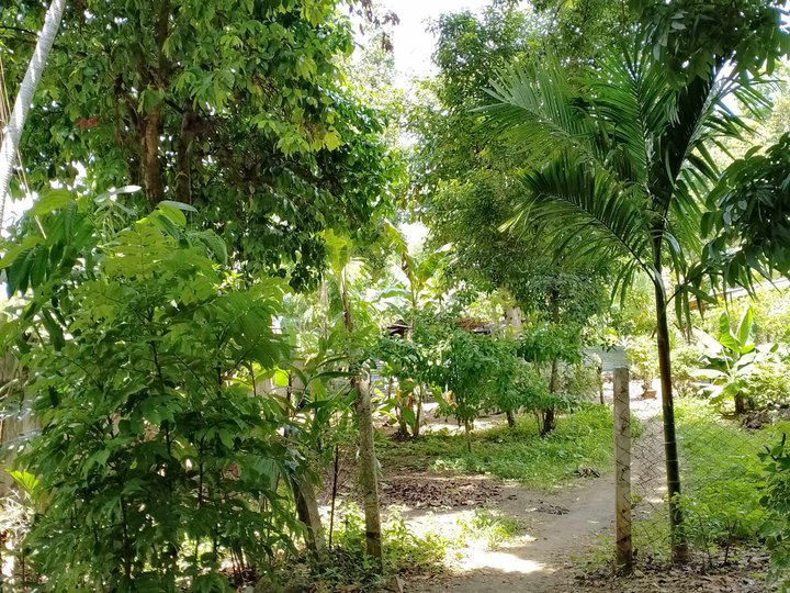 Residential lot for SALE Dapdap Carcar Cebu