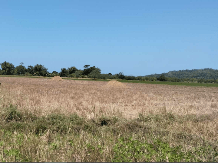 2 hectares Farm Lot For Sale in Supa, San Jose De Buenavista Antique