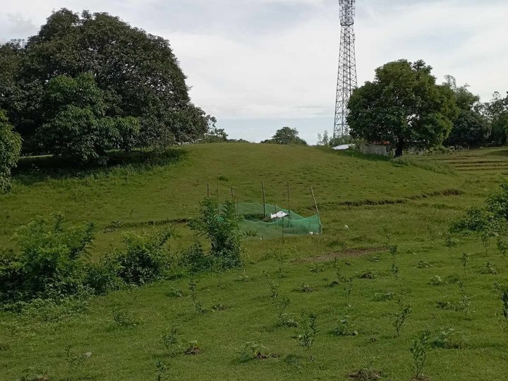 1.7 hectares Agricultural Farm For Sale in Umingan Pangasinan