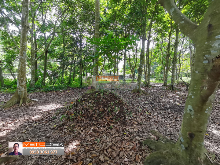 Farm lot for Sale in Magdalena Laguna with Fruit Bearing Trees [Lot 🚜