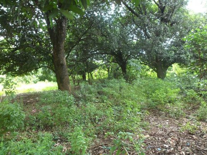 Commercial Lot for Sale at Brgy. Laoag, Aguilar, Pangasinan [Lot 🚜