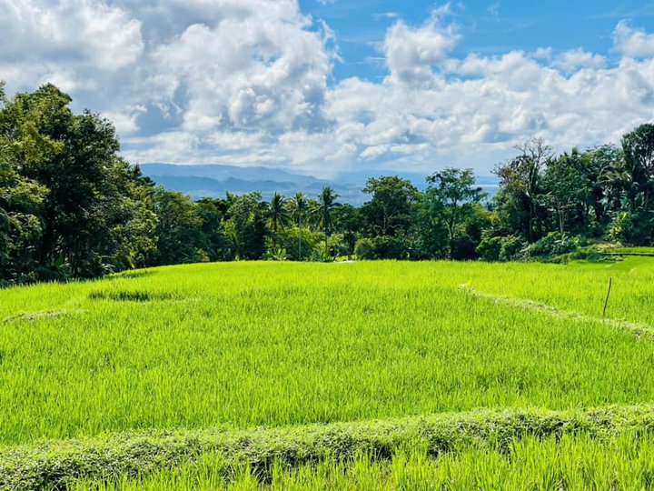 1,8 Hectares Farn Lot For Sale in Tayabas Quezon