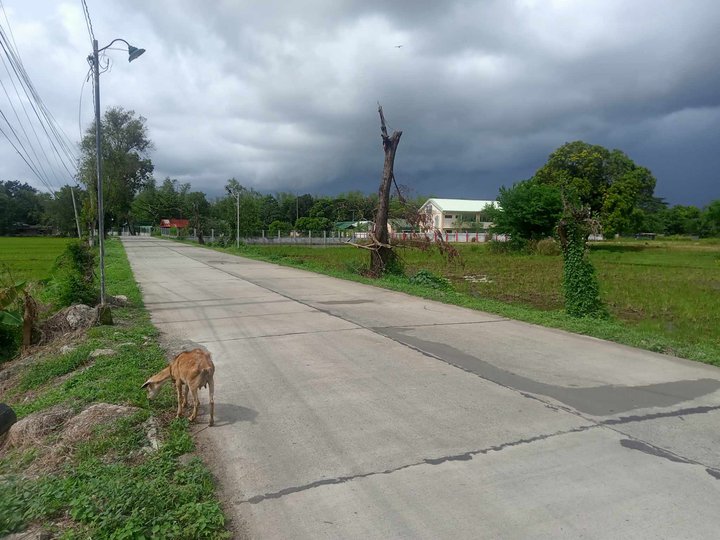 100 sqm Residential Lot For Sale in Alaminos Pangasinan