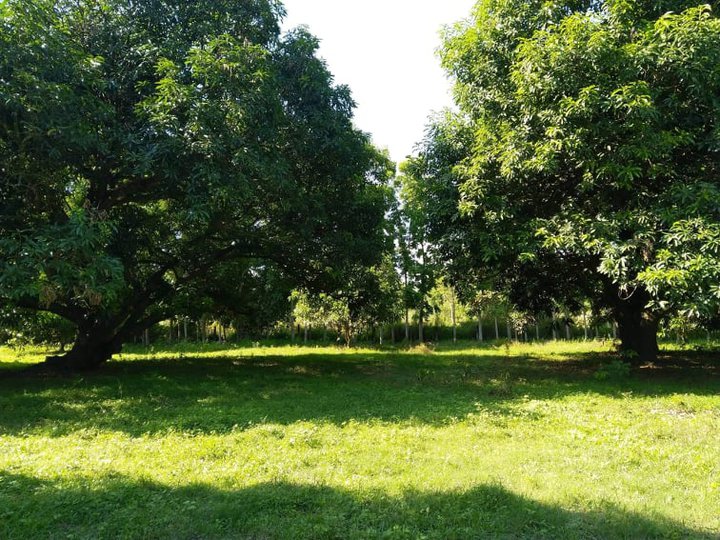 FOR SALE MANGO FARM IN MAGALANG PAMPANGA NEAR TOWN PROPER AND ANGELES CITY