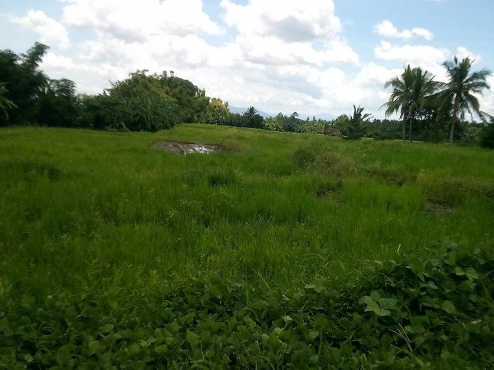 11.126 Hectares Farm Lot for Sale in Laguna.