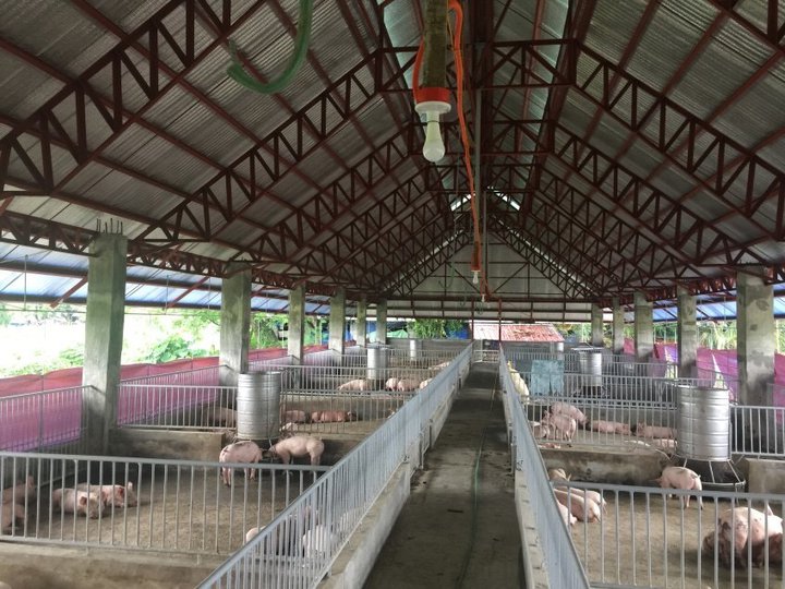 Piggery Farm For Rent